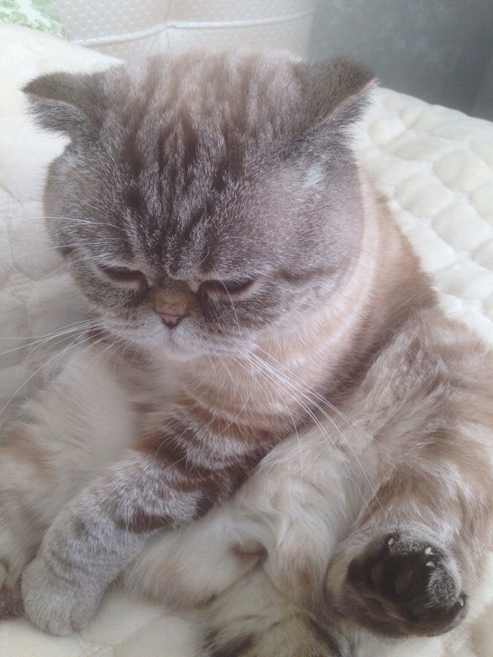 Each of us on a Monday morning - My, Scottish lop-eared, cat, Morning, Monday, , Longpost