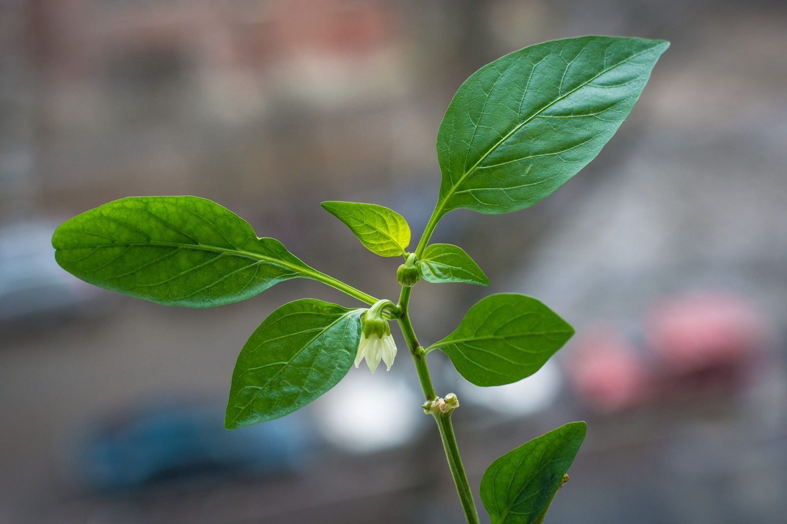 Spring. - My, Flowers, Windowsill