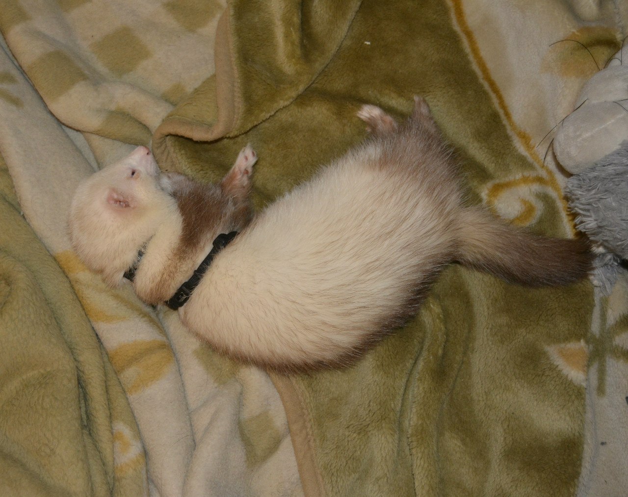 Orm. Insolent invader. - My, The photo, Animals, Ferret, Impudent muzzle, Cunyi, Impudence