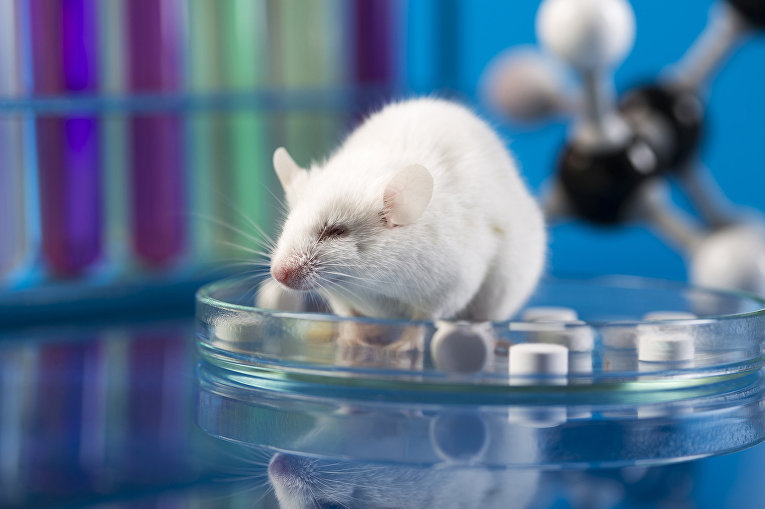 Scientists have created the first artificial mouse embryo from stem cells - news, The science, Mouse, Embryology, Stem cells, Pregnancy, Experiment, Interesting