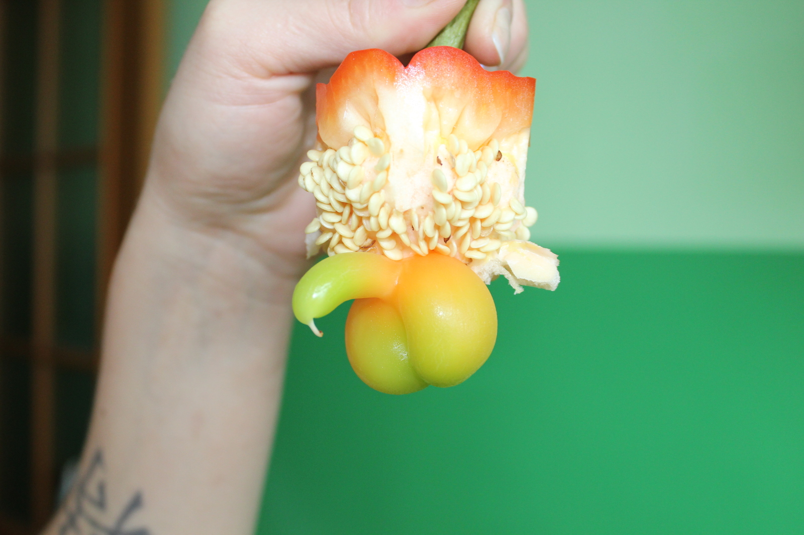 Bulgarian pepper with pepper - My, Bell pepper, The photo