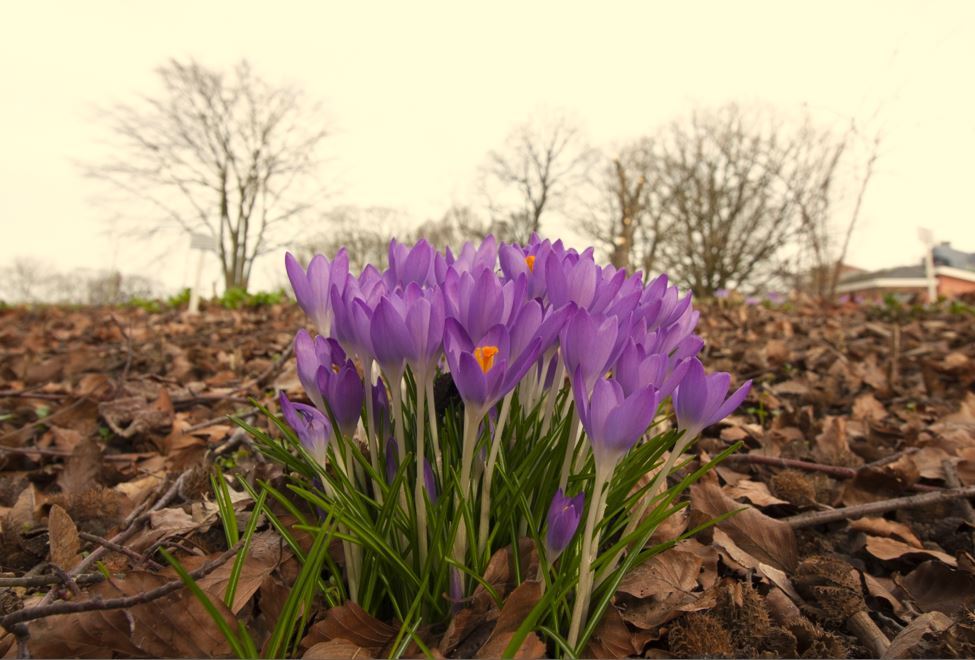 It's spring already - My, Germany, Spring, Crocus