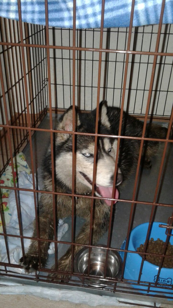 Found a husky, the owner respond. - Husky, Found a dog, Nevsky District, Saint Petersburg, Lost, Dog, Longpost