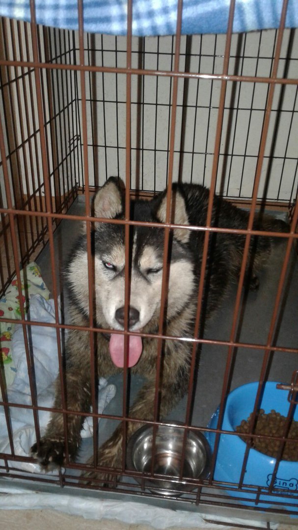 Found a husky, the owner respond. - Husky, Found a dog, Nevsky District, Saint Petersburg, Lost, Dog, Longpost