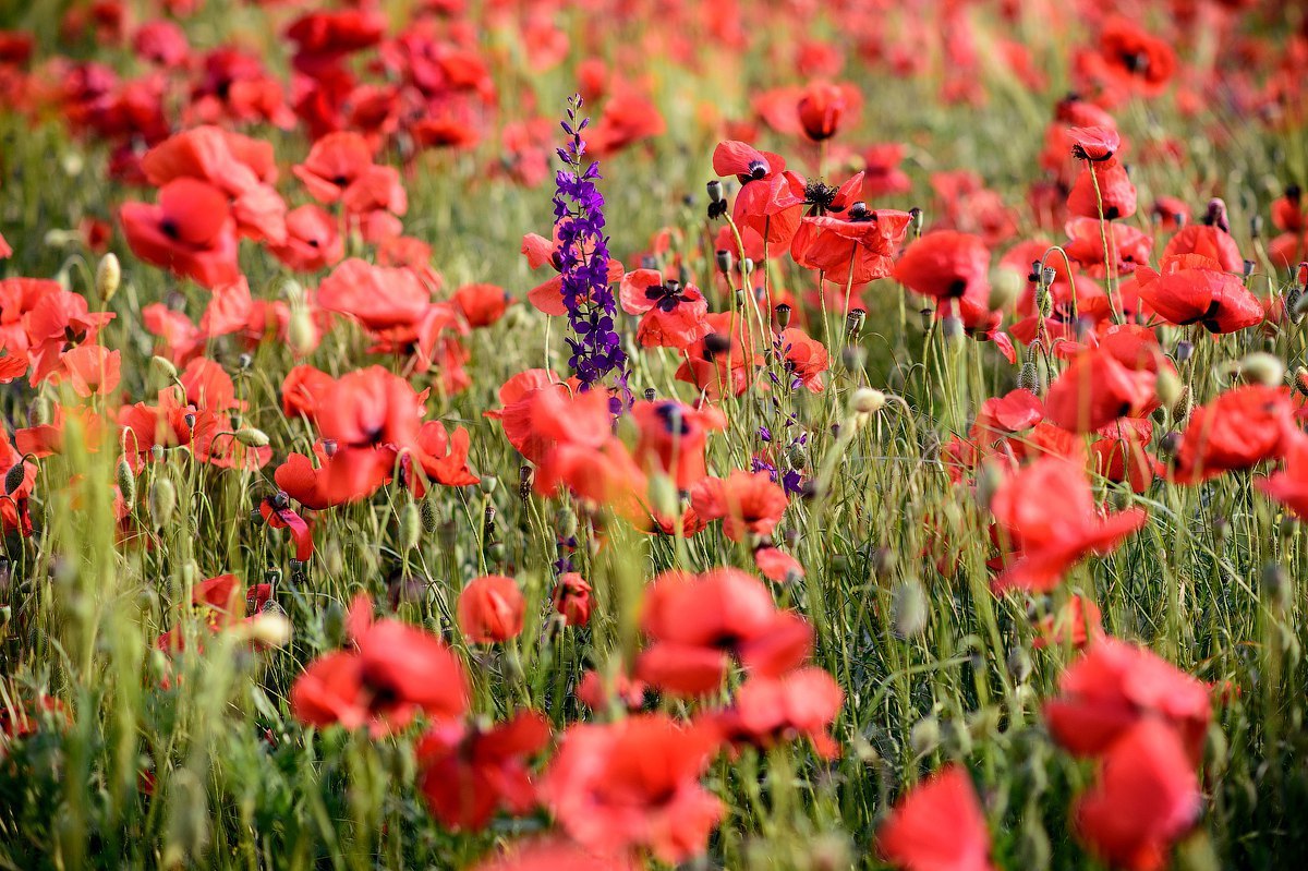 Landscapes of Crimea - Poppy, Grasshopper, Crimea, Russia, Sea, Summer, Greenery, The photo, Longpost