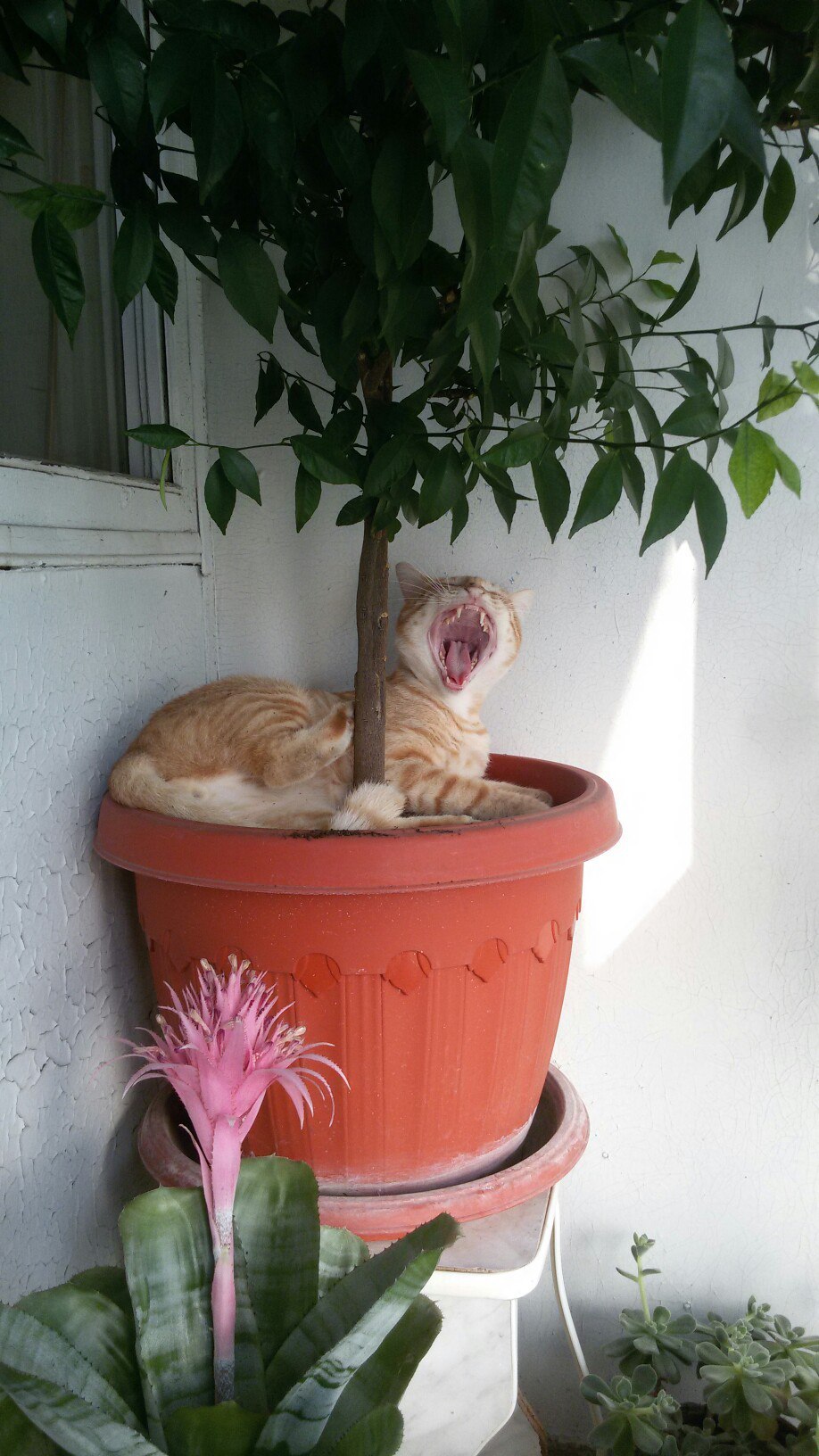 When I slept where it was impossible. - My, cat, Disguise, Flowers, Redheads, Longpost, The photo