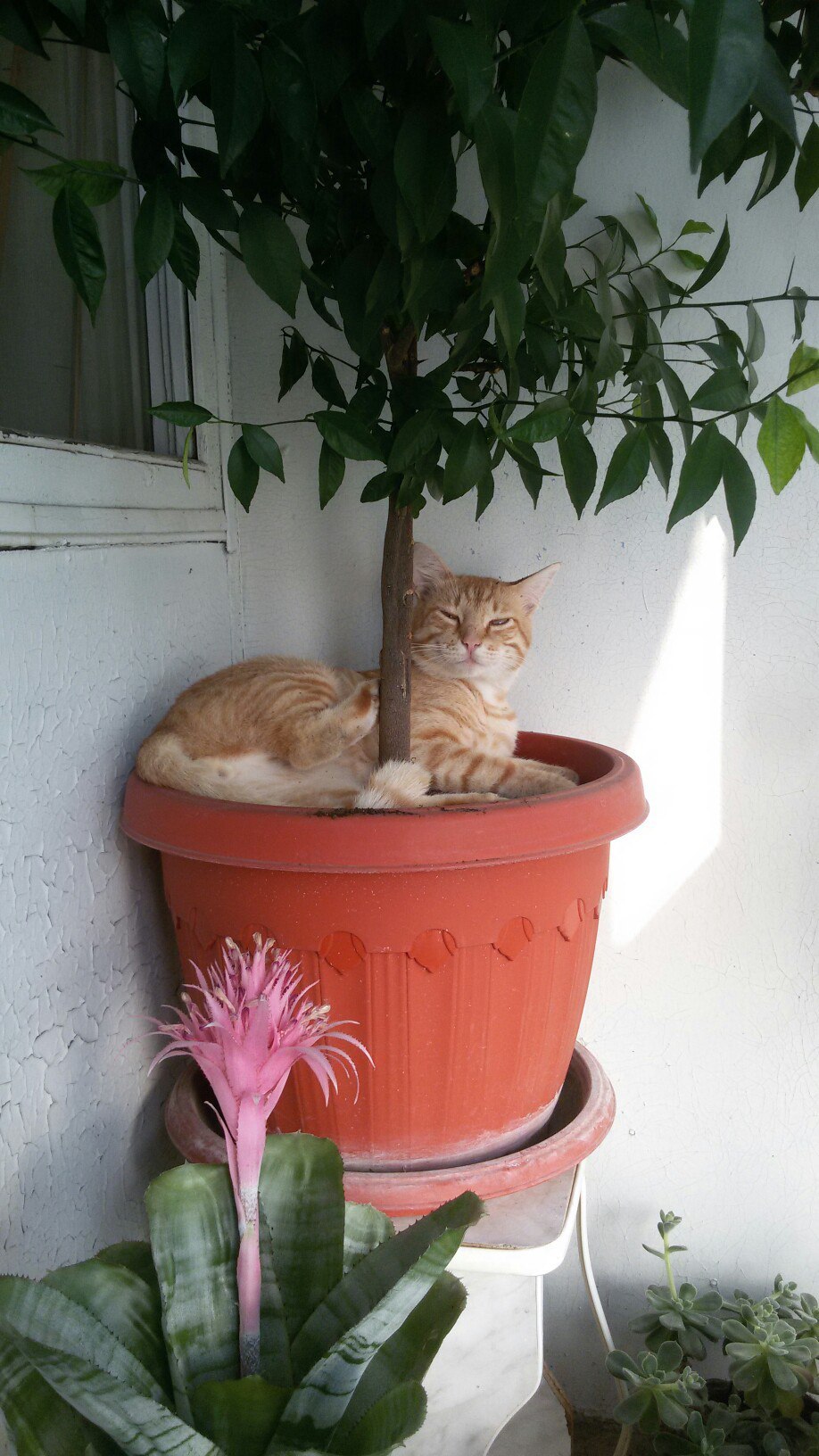 When I slept where it was impossible. - My, cat, Disguise, Flowers, Redheads, Longpost, The photo