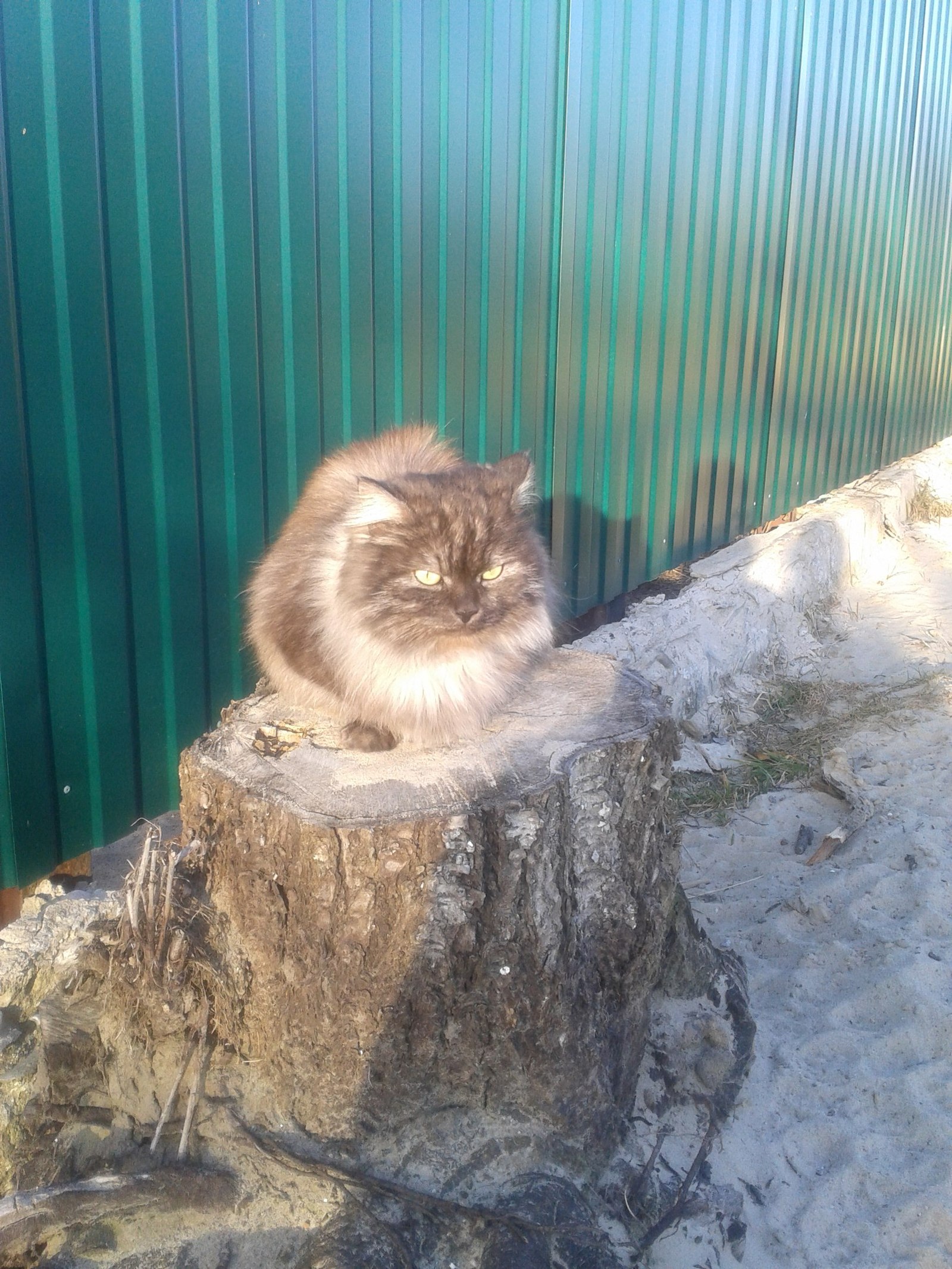 Sat on a whiskas stump - Stump, cat, Duty, How to live further?, The photo, Sand, Spring, The street, How to live
