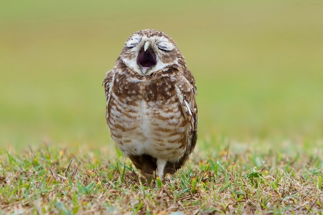 Sleepy owl post - Owl, A selection, Yawn, Laugh, , Dream, Longpost, Laugh, The appeal