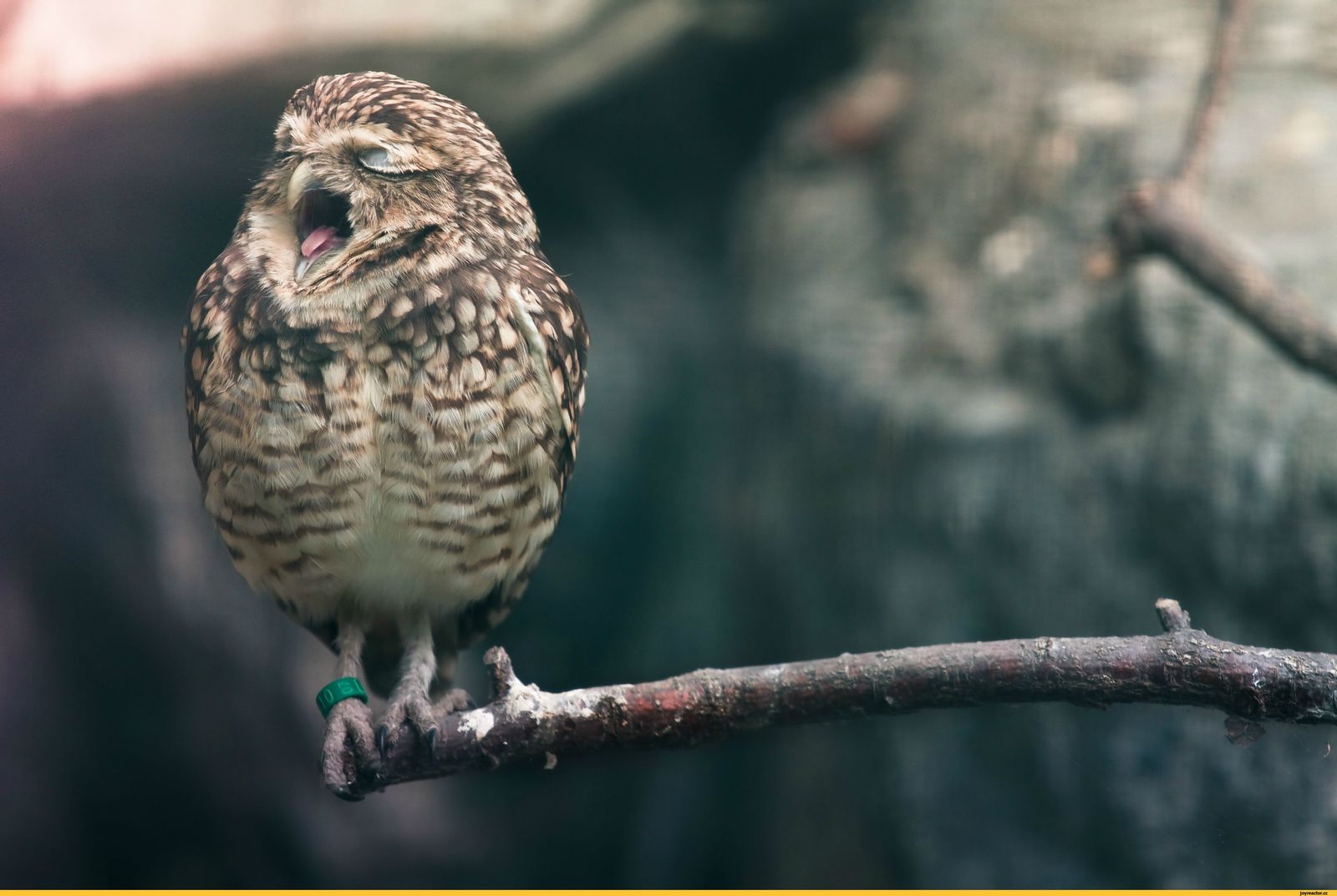 Sleepy owl post - Owl, A selection, Yawn, Laugh, , Dream, Longpost, Laugh, The appeal