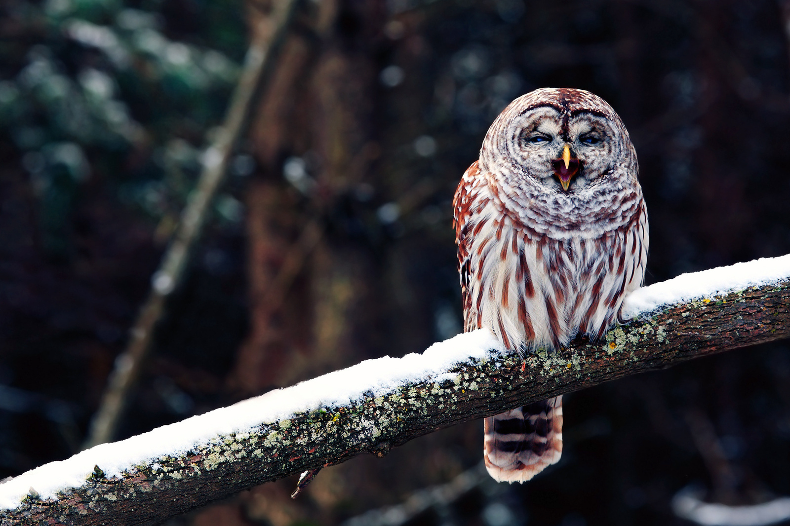 Sleepy owl post - Owl, A selection, Yawn, Laugh, , Dream, Longpost, Laugh, The appeal