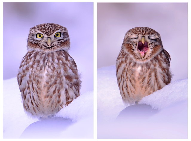 Sleepy owl post - Owl, A selection, Yawn, Laugh, , Dream, Longpost, Laugh, The appeal