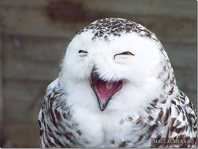 Sleepy owl post - Owl, A selection, Yawn, Laugh, , Dream, Longpost, Laugh, The appeal