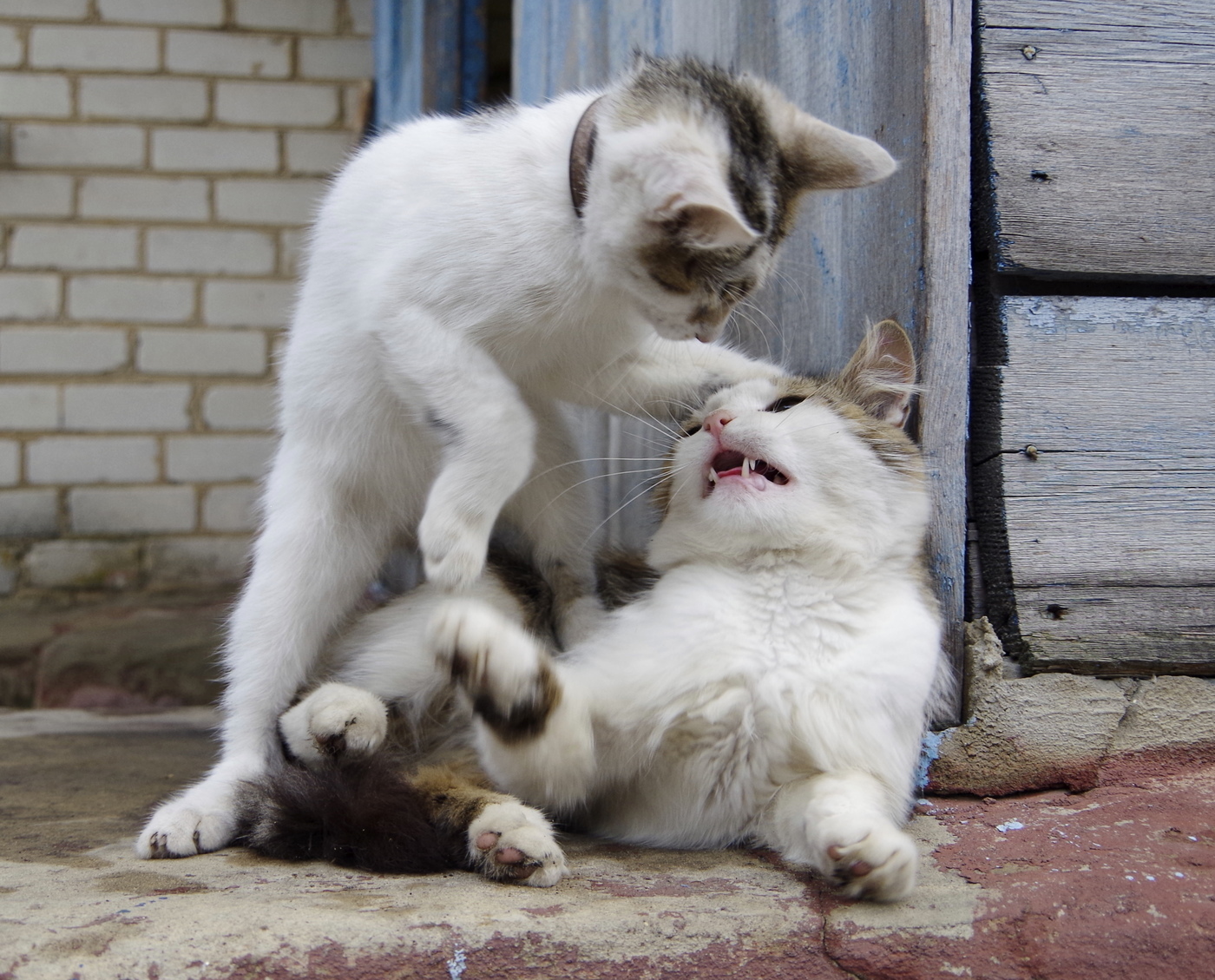 Where did you hide the cutlet? - The photo, cat, Gopniks