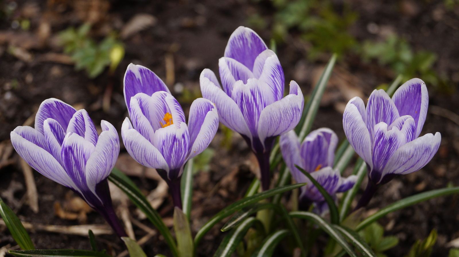 Looking forward to the coming spring. - My, The photo, Flowers, Spring, 2016, Sony, Longpost