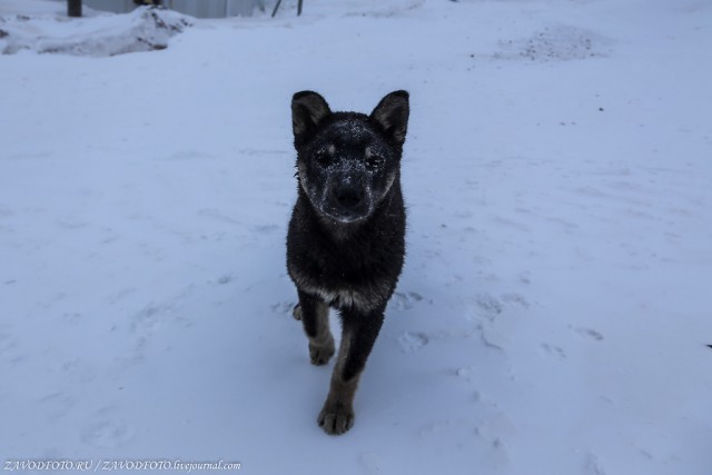 How shift workers live in Yakutia - Yakutia, Peace, Gas, Diamond, Everyday life, Longpost, Dog