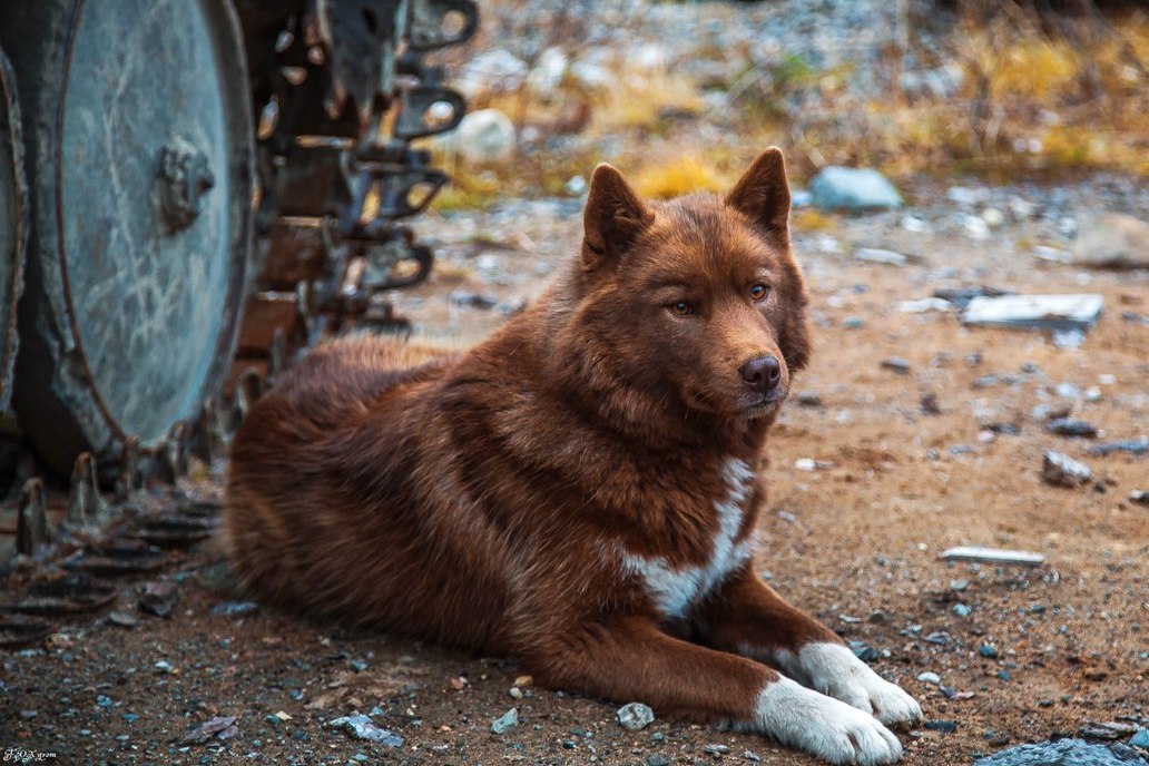 Brown - The photo, Dog, Dog, Brown bears, Longpost