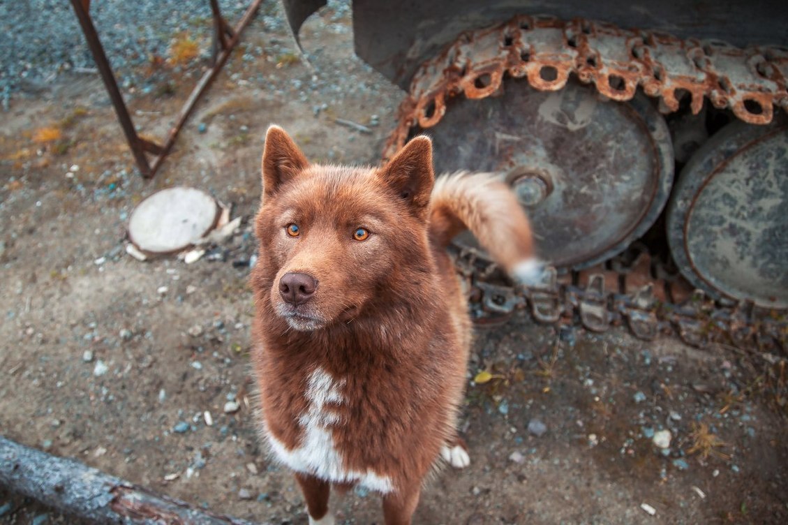 Brown - The photo, Dog, Dog, Brown bears, Longpost