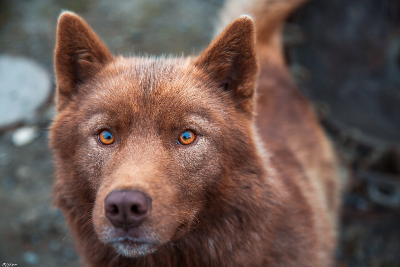 Brown - The photo, Dog, Dog, Brown bears, Longpost