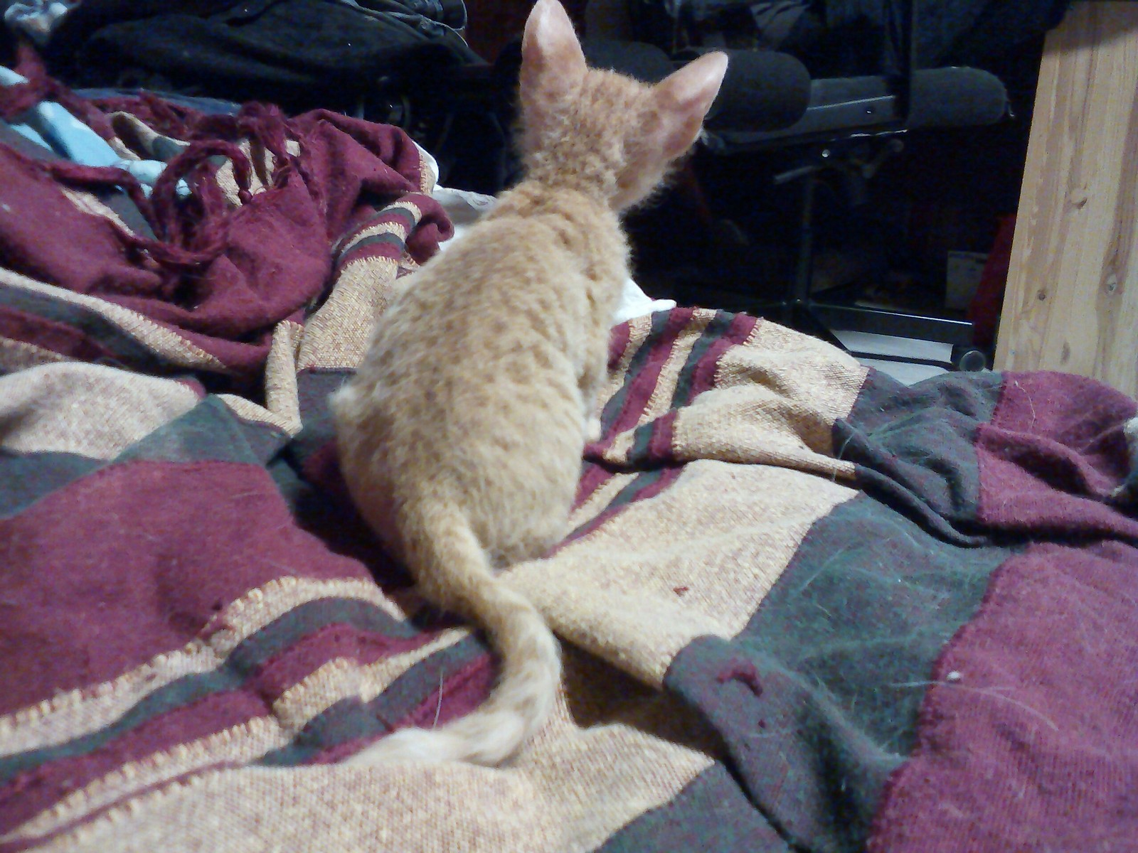 The youngest son of nine dads))) - My, cat, Cornish Rex, , Longpost, How?