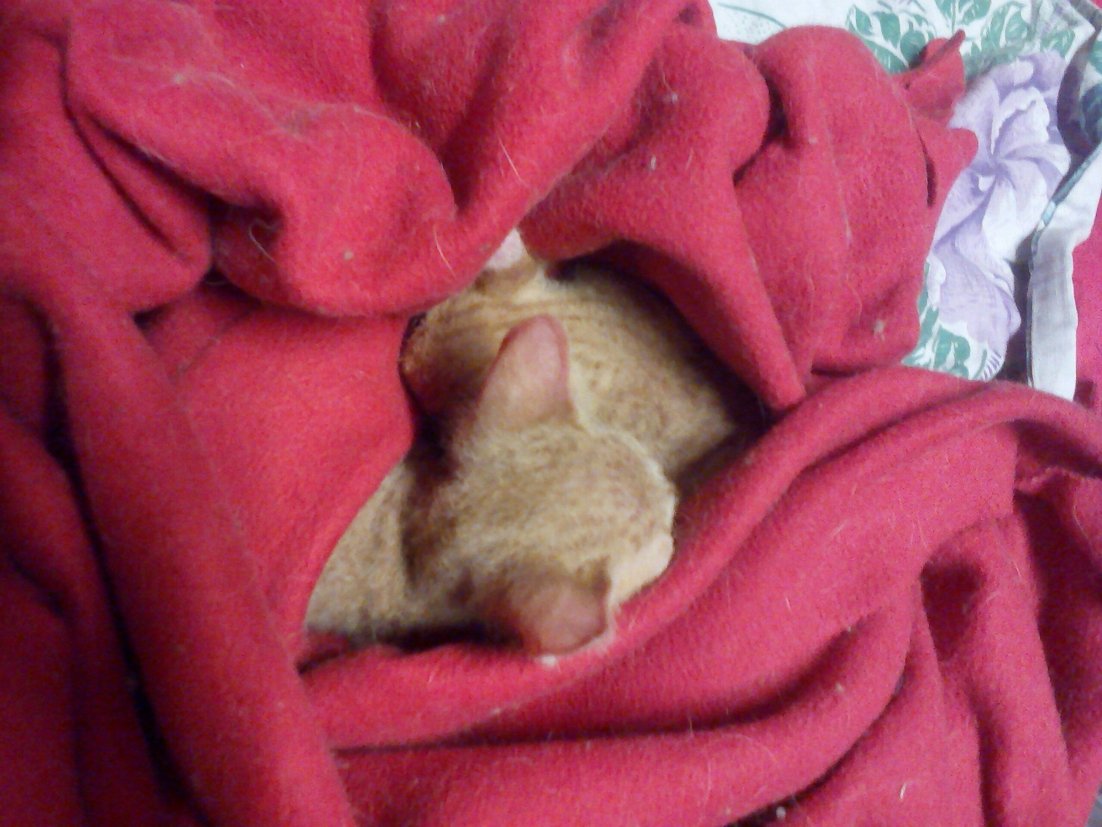 The youngest son of nine dads))) - My, cat, Cornish Rex, , Longpost, How?