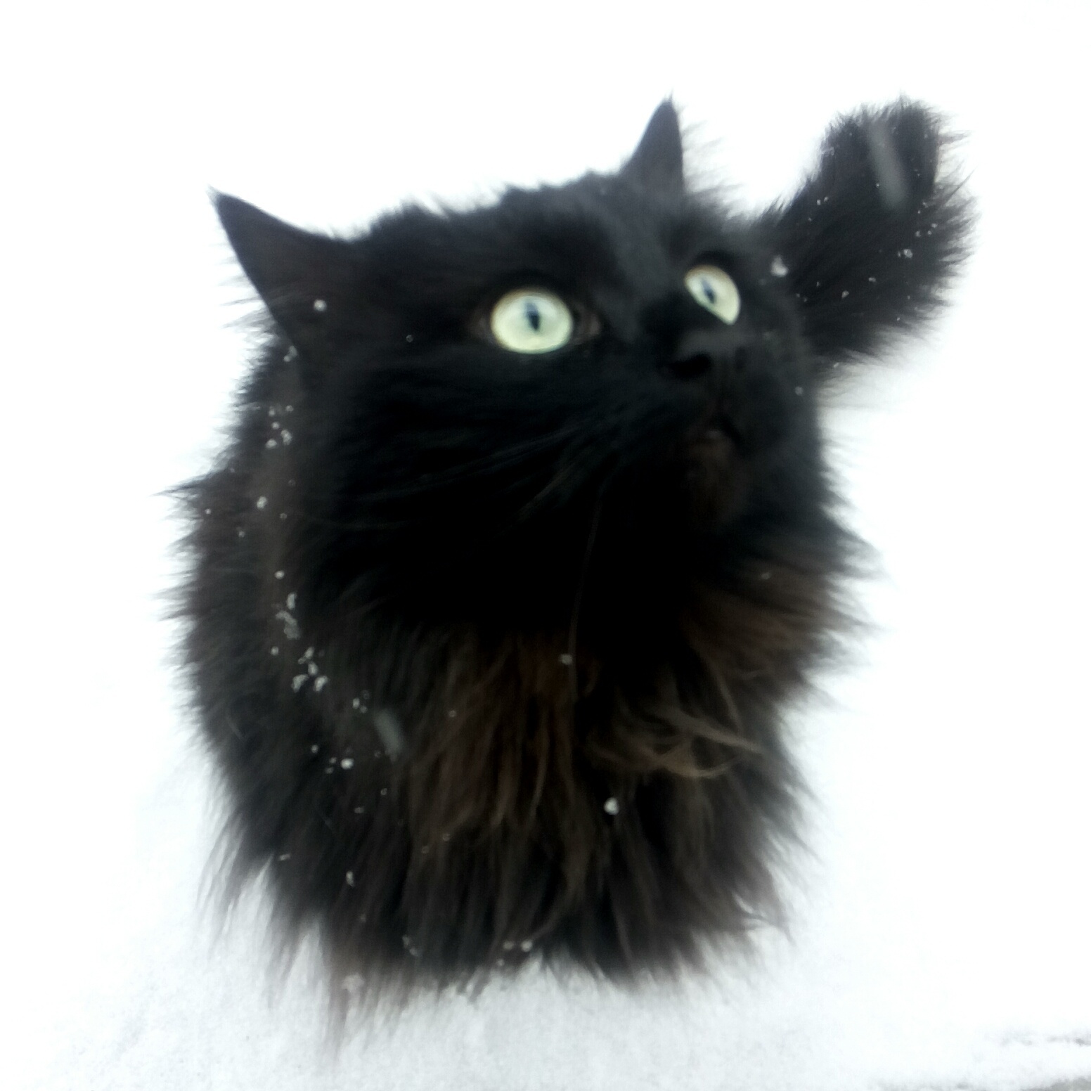 Fluff in the snow - My, cat, Black cat