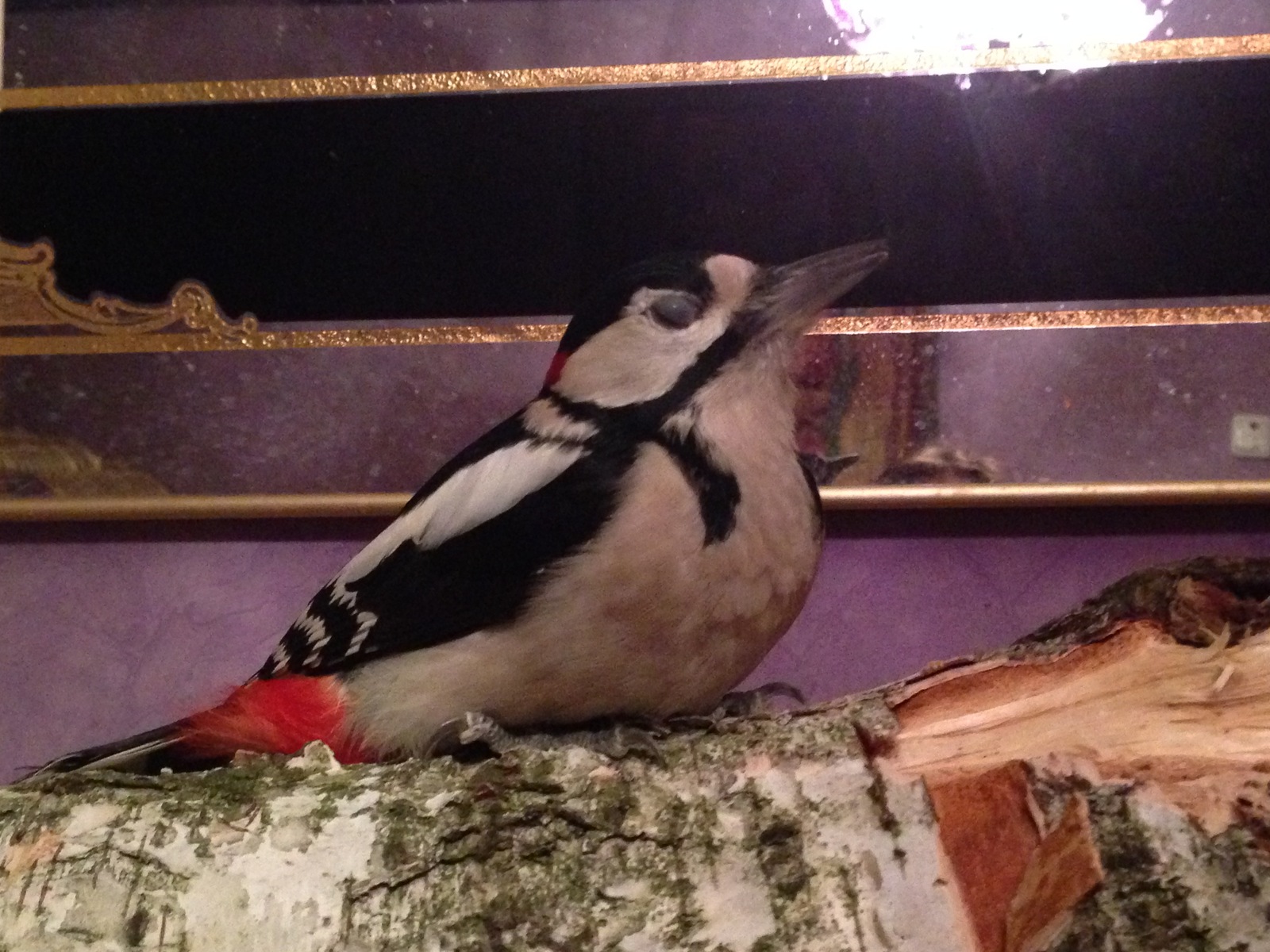 How do woodpeckers sleep - My, Woodpeckers, Woodpecker Boris, Longpost, Dream