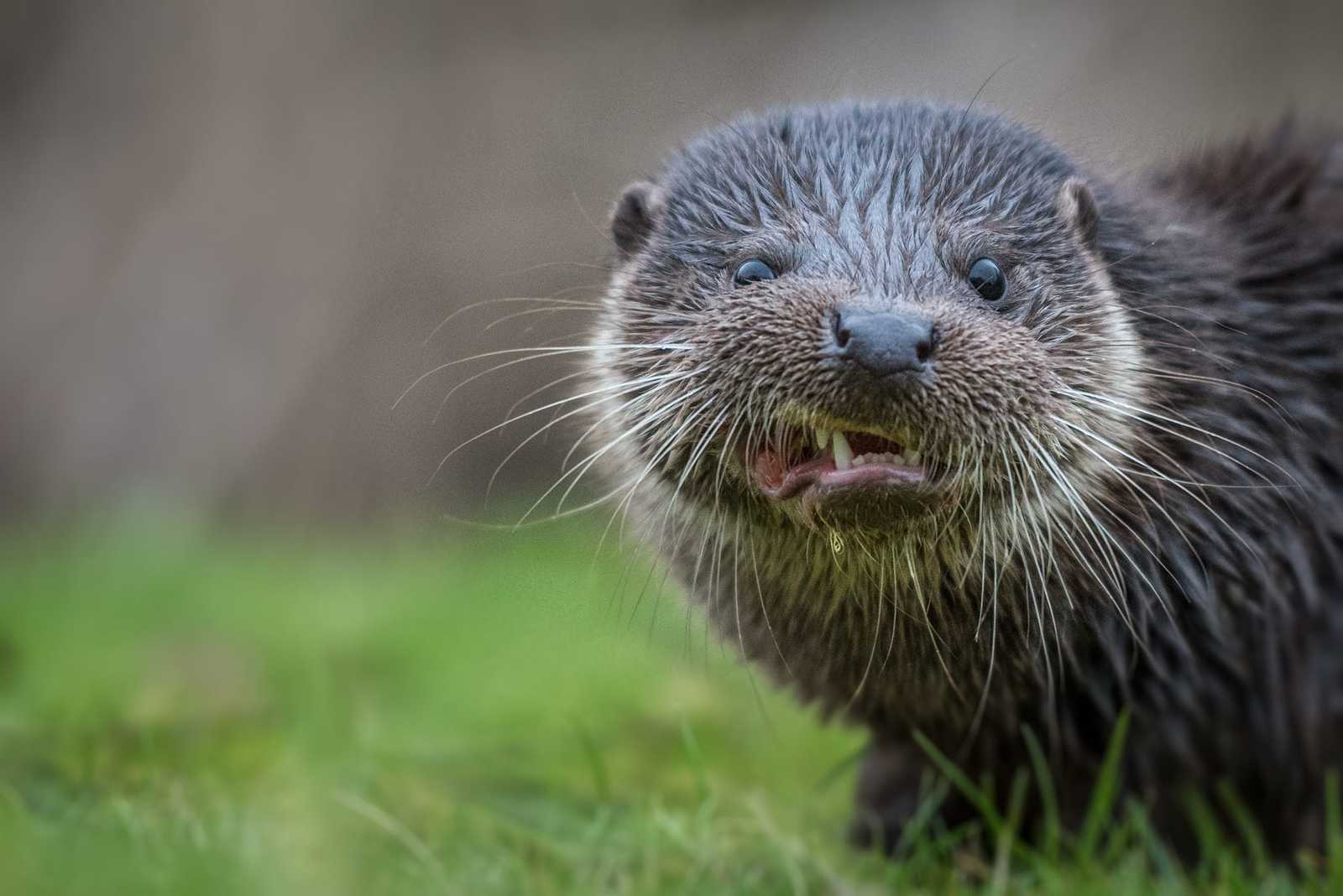 What a mess! - Otter, Otters, Animals