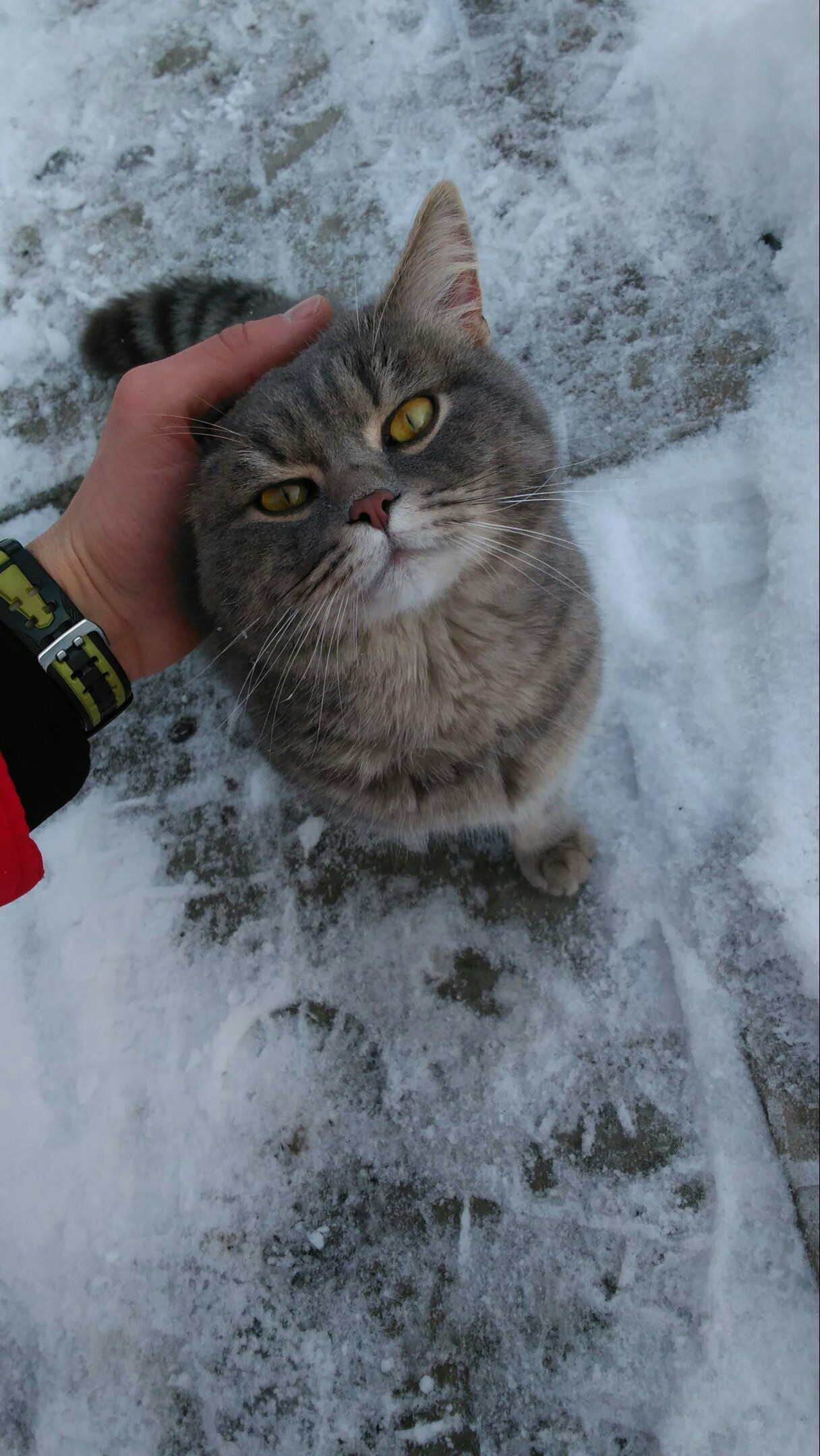 Зимний гость - Моё, Кот, Кот без кота и жизнь не та, Пушистые, Длиннопост