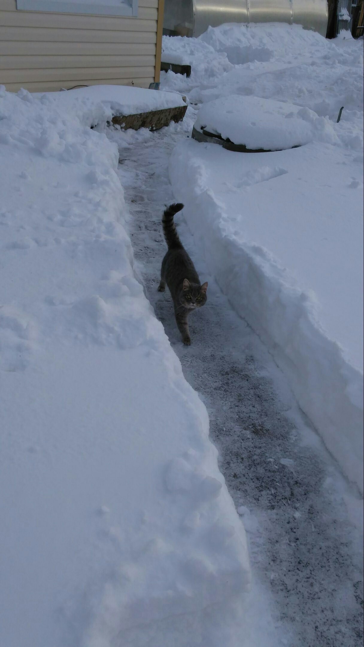 winter guest - My, cat, A cat without a cat and life is not the same, Fluffy, Longpost