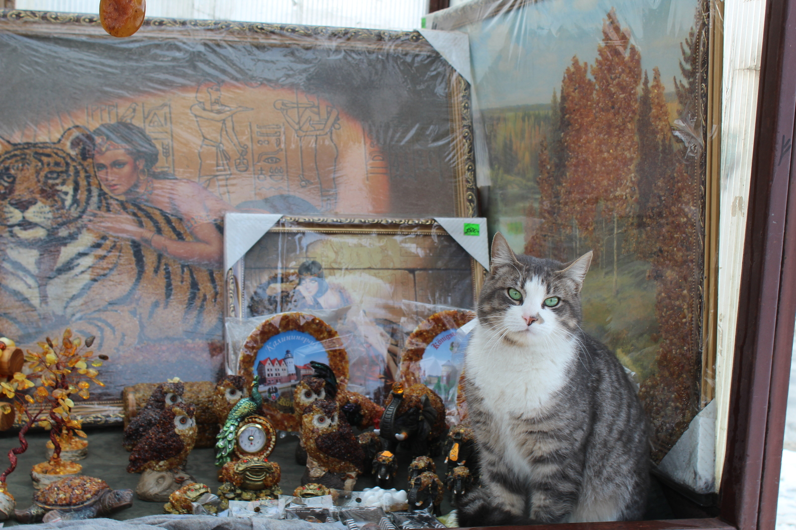 Amber seller in Kaliningrad - cat, Kaliningrad, Amber, Salesman, The photo