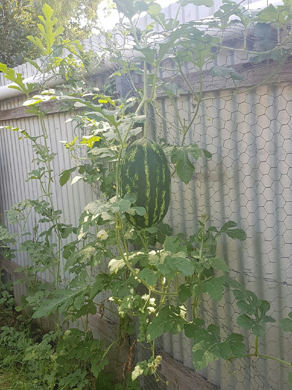 Hanging pear is impossible to eat ... stop ?! - Фрукты, Watermelon, Dacha