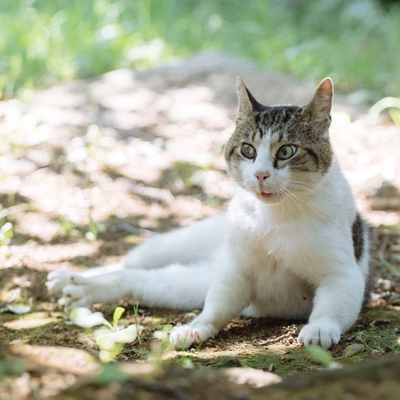 When spring came and the bells were in place - cat, Spring