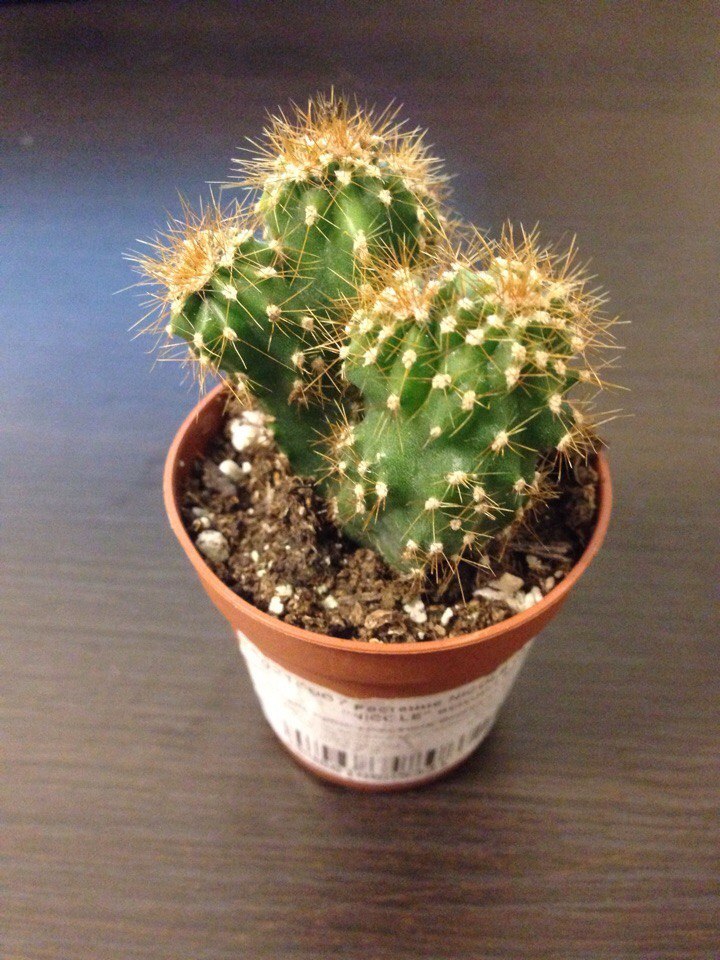 Cactus named Casper - My, Cactus, Botany, Computer, Plants, Wild West, Texas, Nature, Australia, Longpost