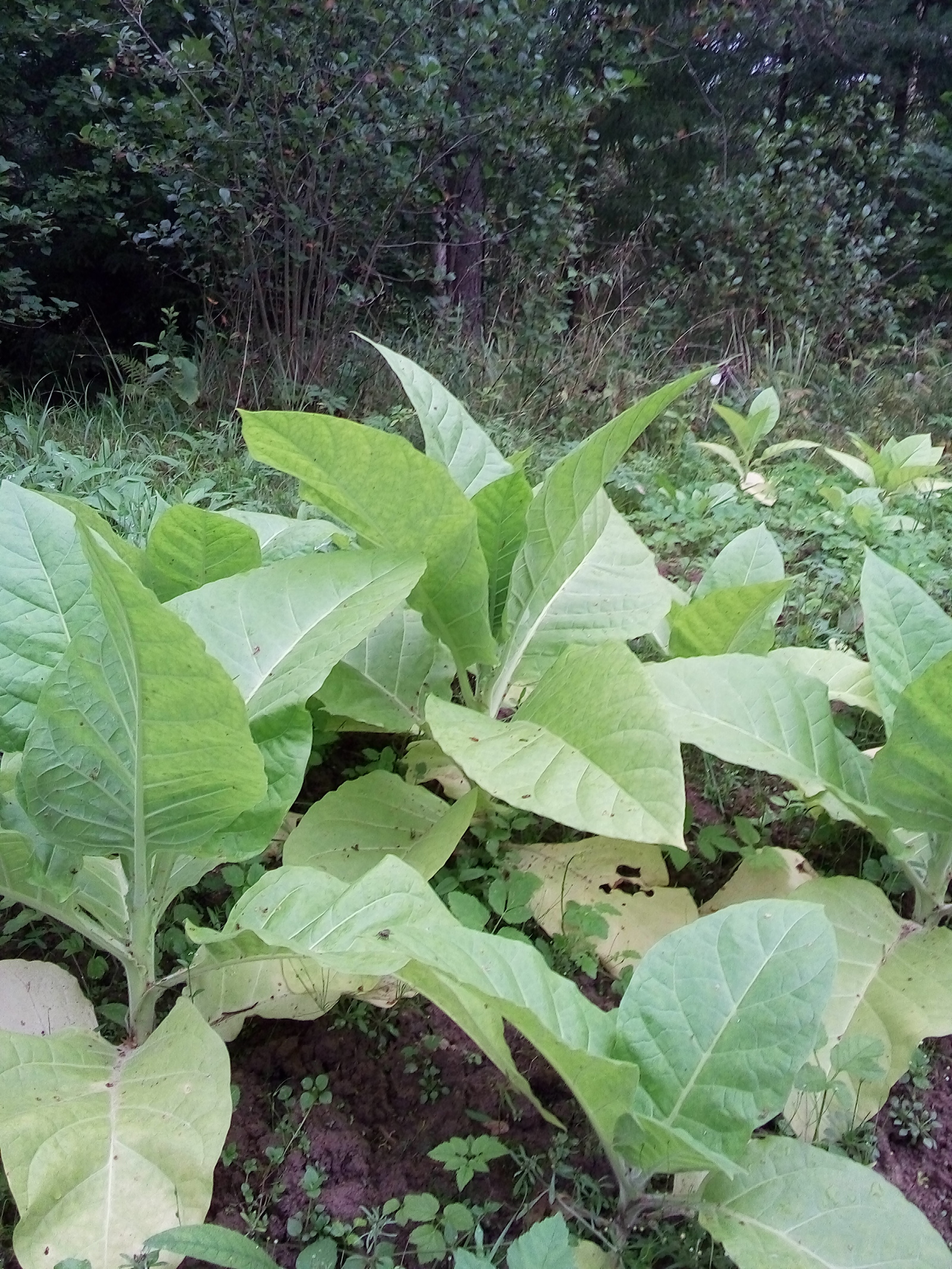 The first cigar is lumpy, or your own tobacco in the Leningrad region - My, Tobacco, Smoking, Gardening, Dacha, Longpost