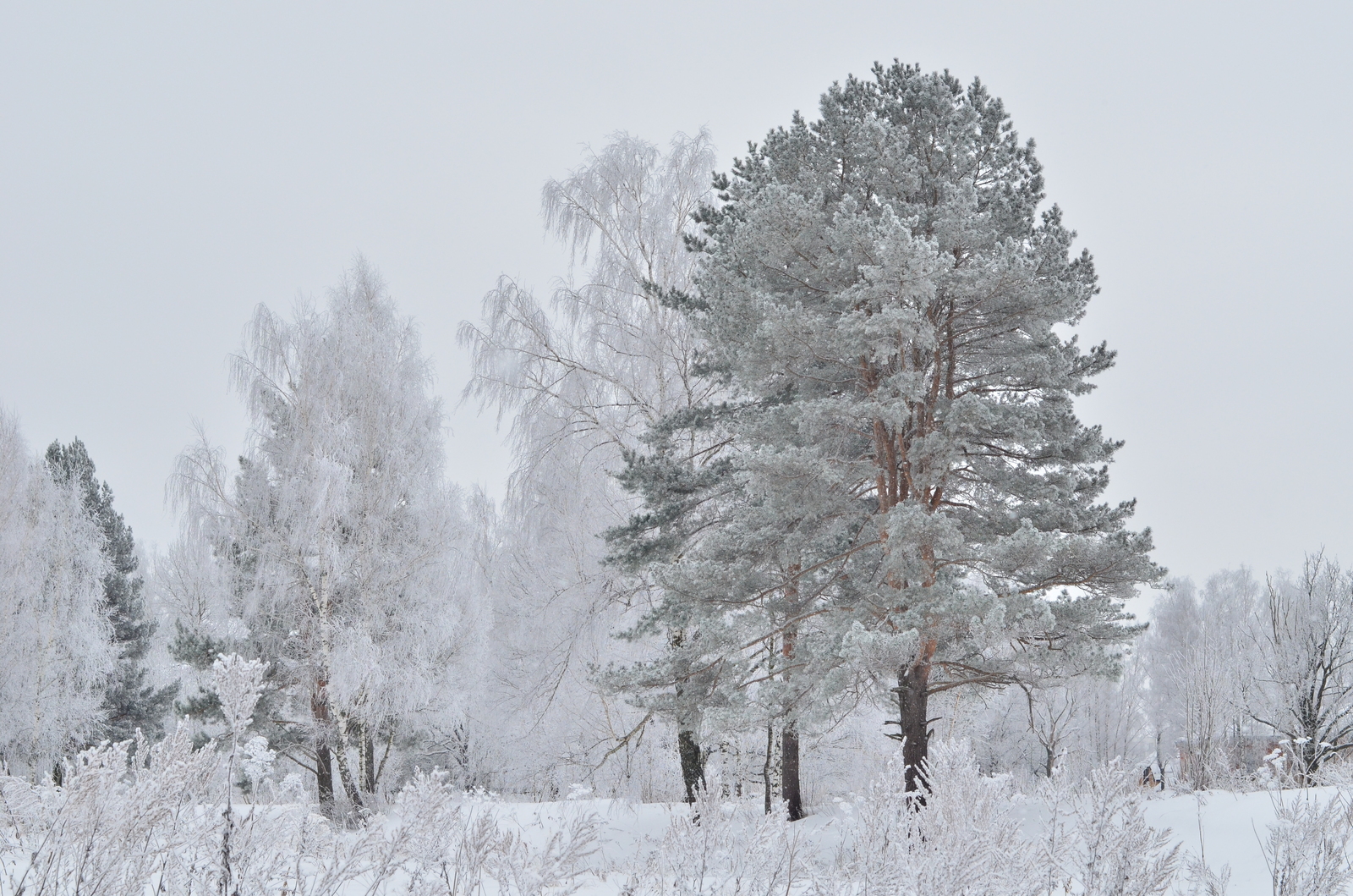 Moscow, South Butovo - My, Forest, Winter, The photo, My, Moscow, Butovo, Christmas trees, Nature