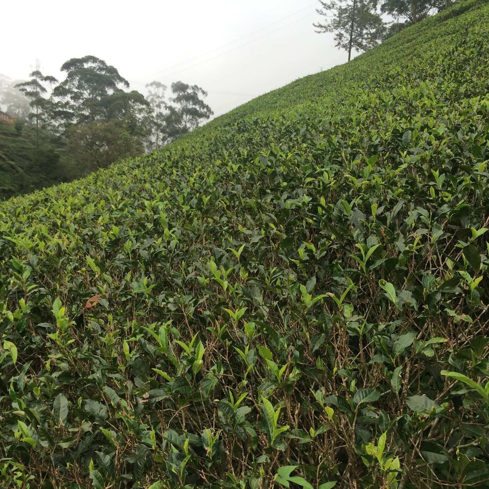 Sri Lanka, tea plantation. - My, Sri Lanka, Tea, Plantation, , Ceylon, Longpost