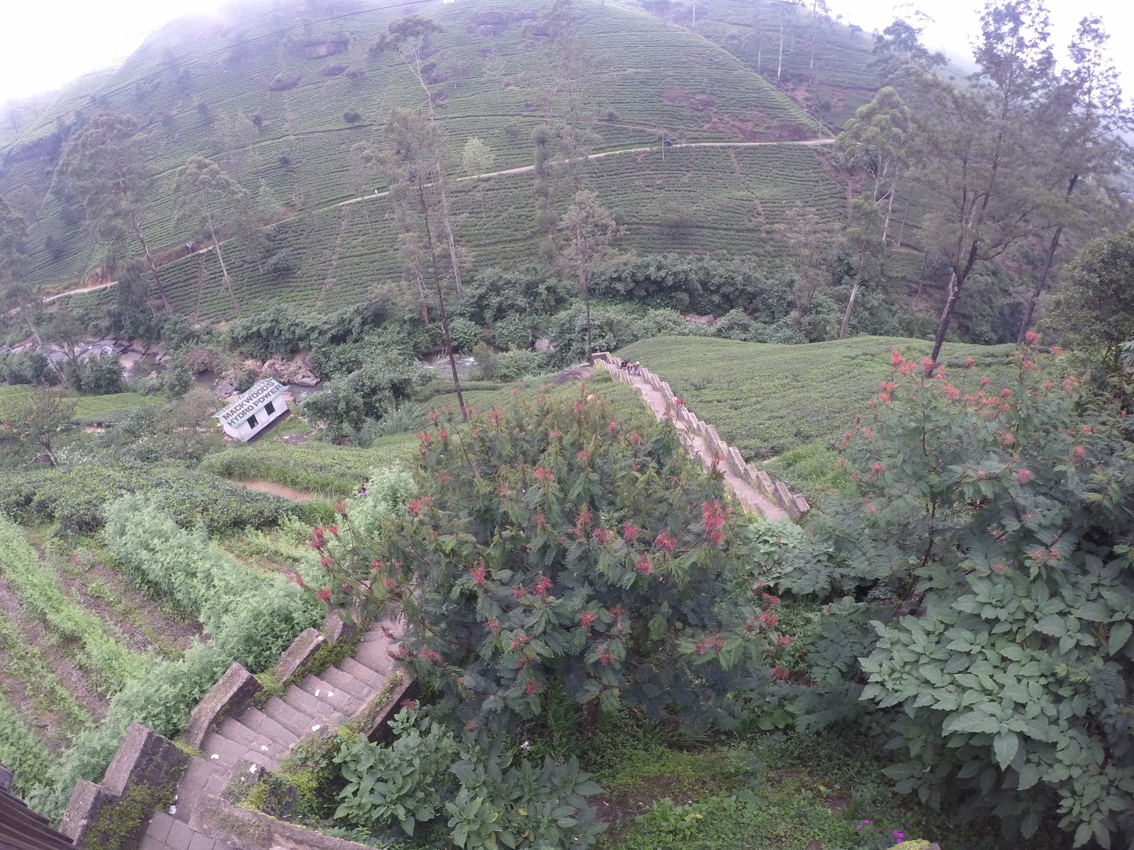 Sri Lanka, tea plantation. - My, Sri Lanka, Tea, Plantation, , Ceylon, Longpost