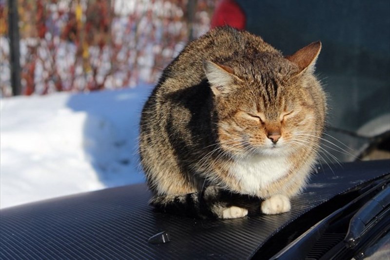 Коты и машины: сложные отношения. | Пикабу