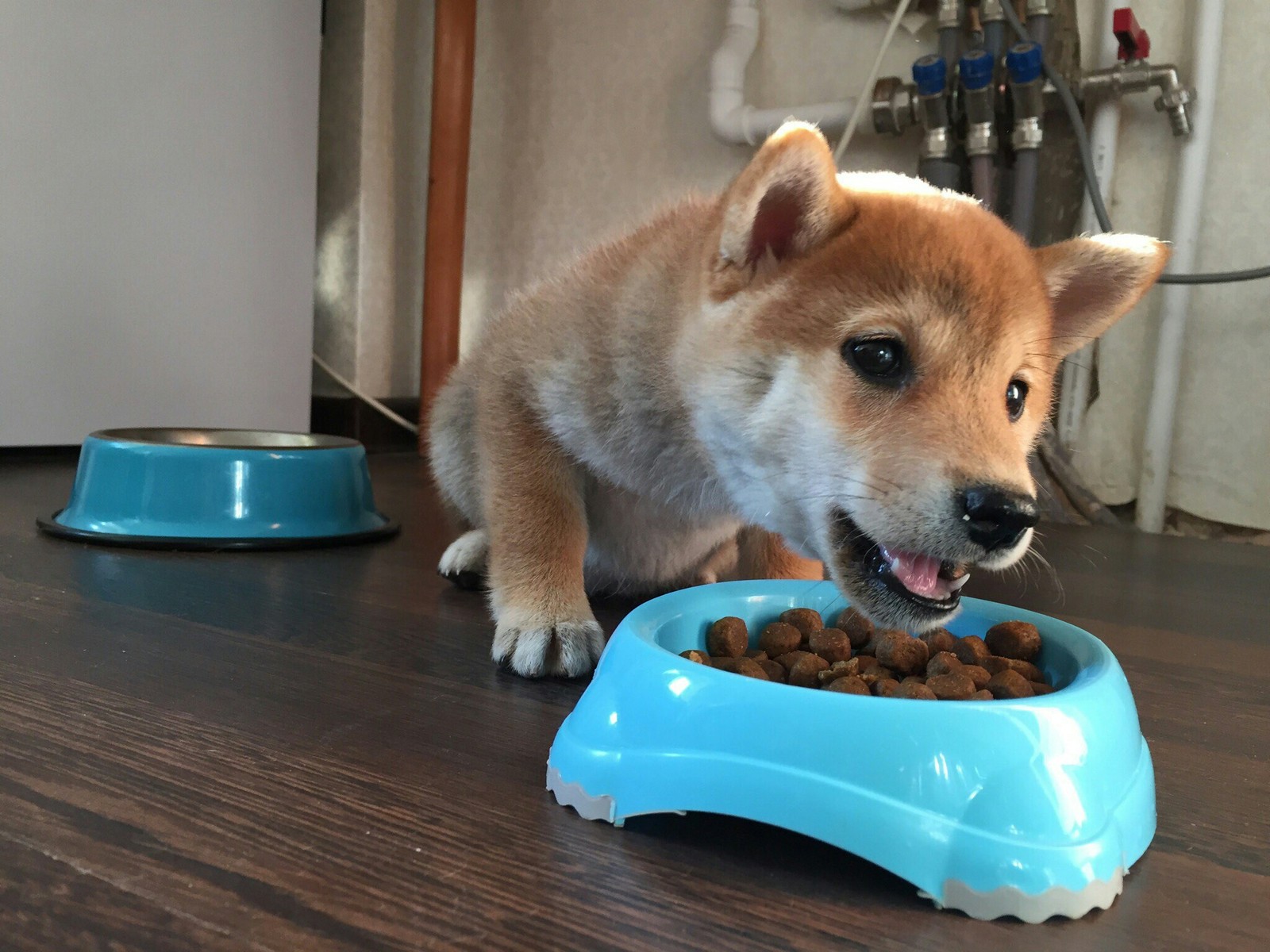 Such little doge - My, Dog, Shiba Inu, , Pet, Longpost, Doge, Pets