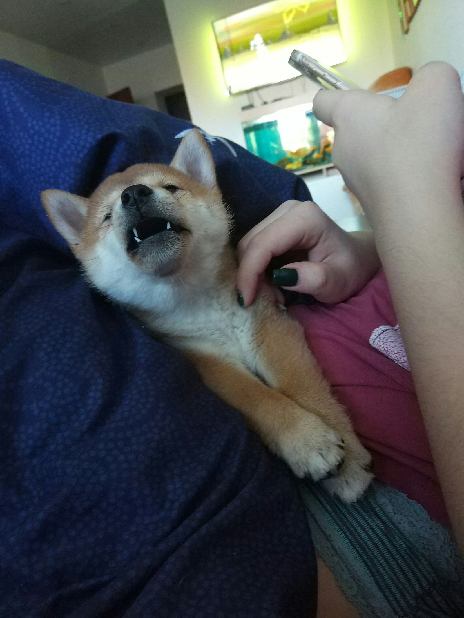 Such little doge - My, Dog, Shiba Inu, , Pet, Longpost, Doge, Pets