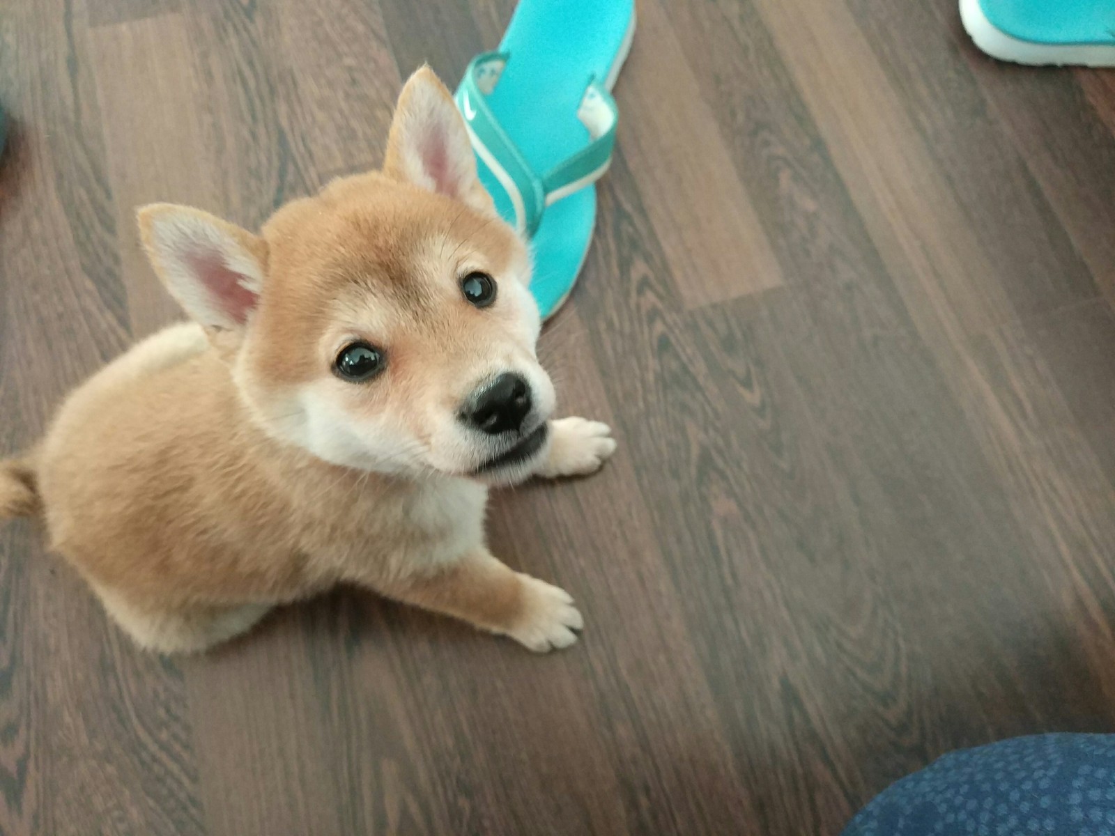 Such little doge - My, Dog, Shiba Inu, , Pet, Longpost, Doge, Pets