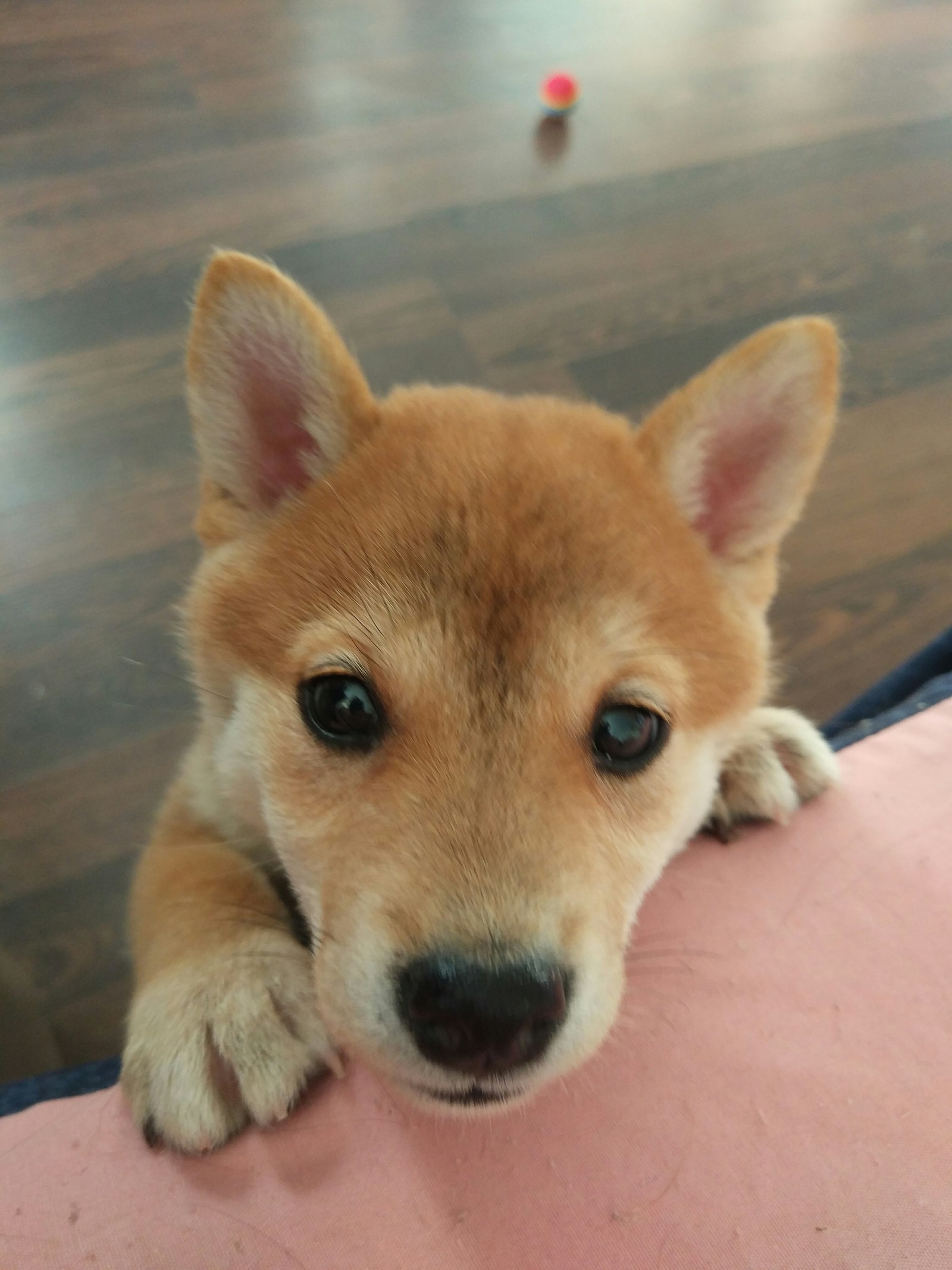 Such little doge - My, Dog, Shiba Inu, , Pet, Longpost, Doge, Pets