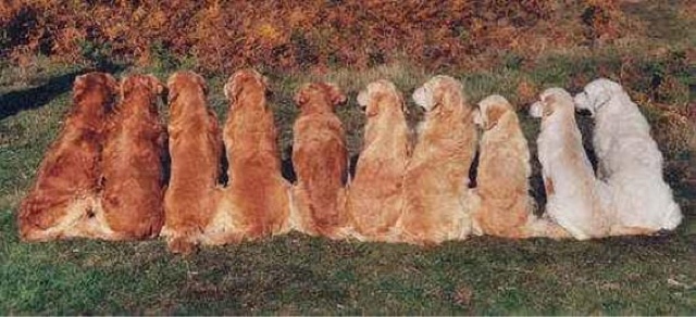 Dog color genetics, part 11 - Dog, Genetics, , Longpost