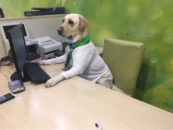 - Yes, we looked at your credit history, and we are ready to tell you that you are a good boy. - Dog, Bank, In contact with