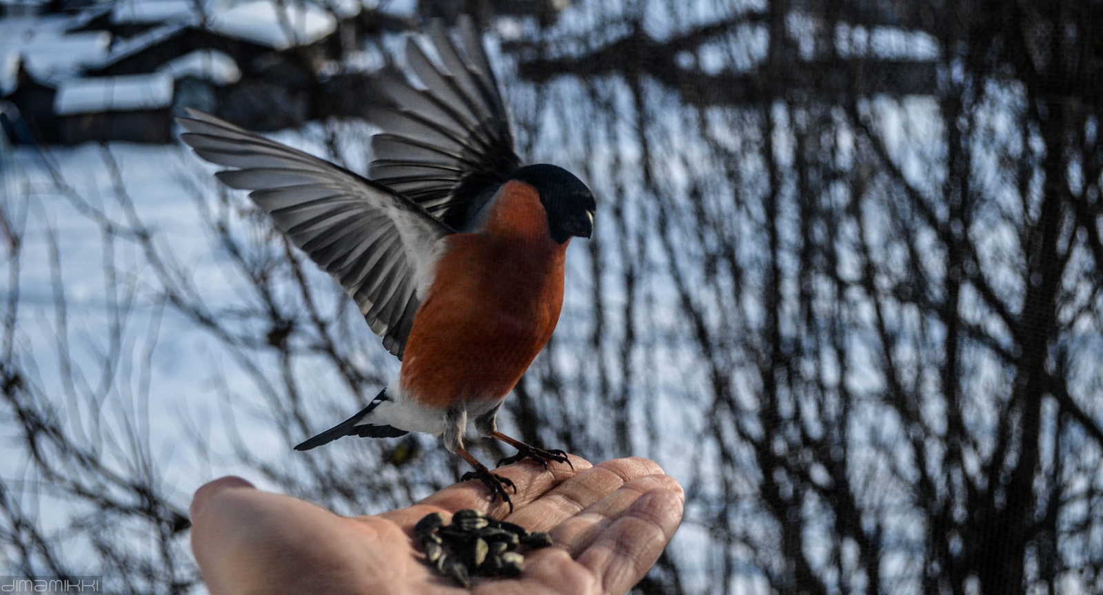 Bullfinches. - My, Bullfinches, Winter, Birds