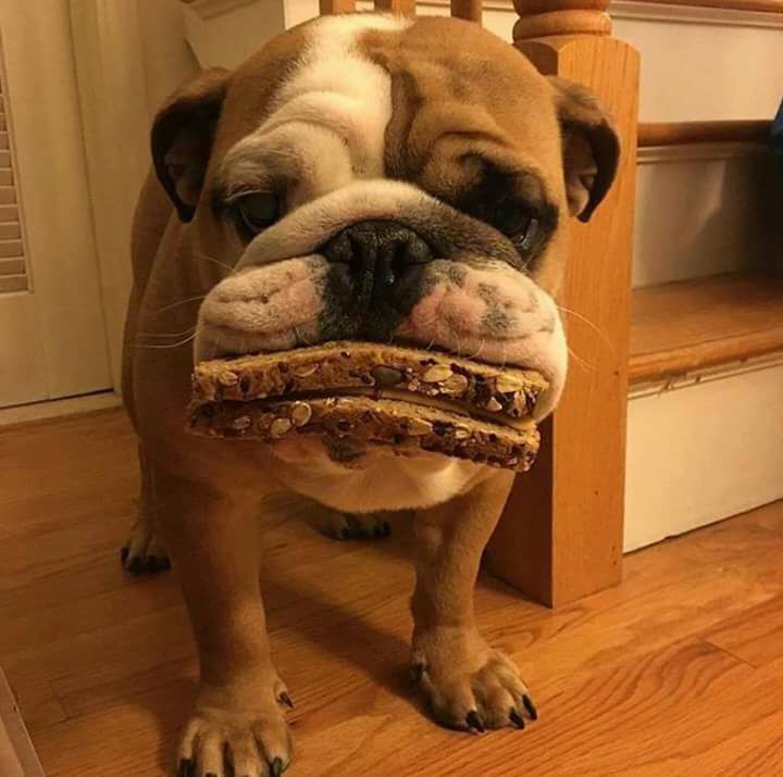 prepared for you - Dog, A sandwich