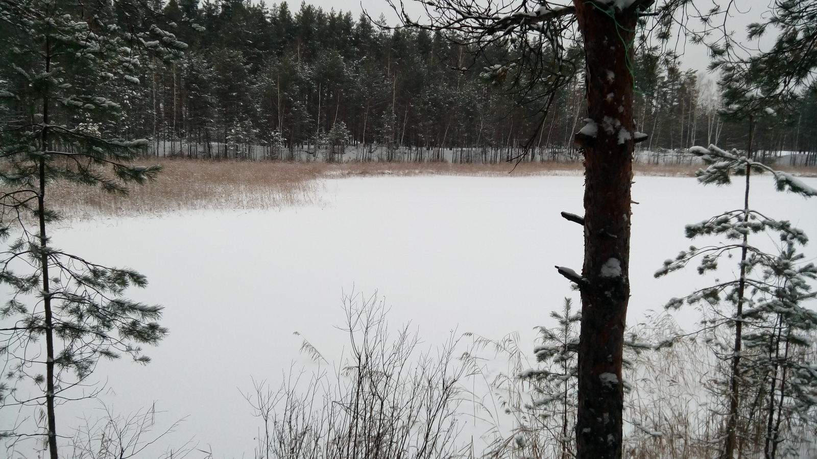 Camping overnight, cooking buckwheat porridge, - My, , , Bonfire, Tourism, Forest, Winter, Fire, Longpost