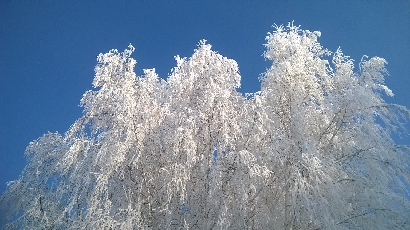 Trees in the morning at the Ob HPP - My, Obges, March, Spring, Frost, Novosibirsk, Russia, Nature, beauty, Longpost