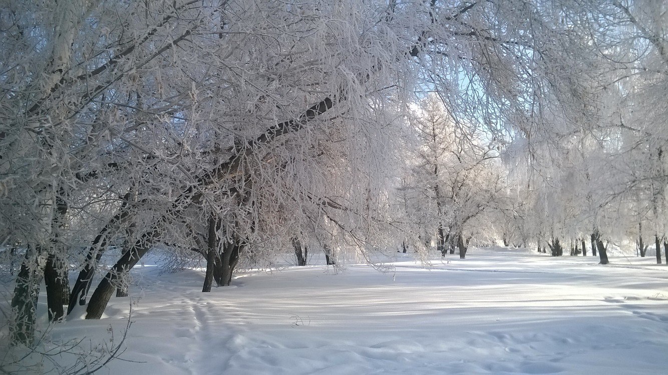 Trees in the morning at the Ob HPP - My, Obges, March, Spring, Frost, Novosibirsk, Russia, Nature, beauty, Longpost